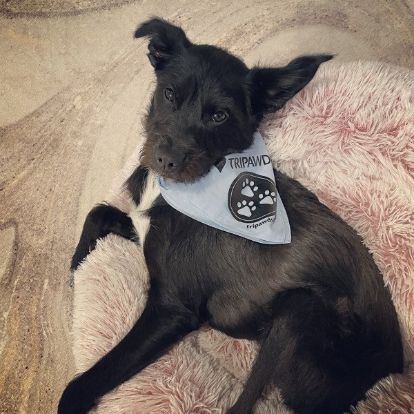 Cute Scottish Terrier dog