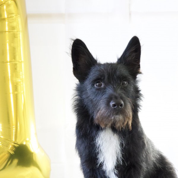 Adorable Scottish Terrier dog