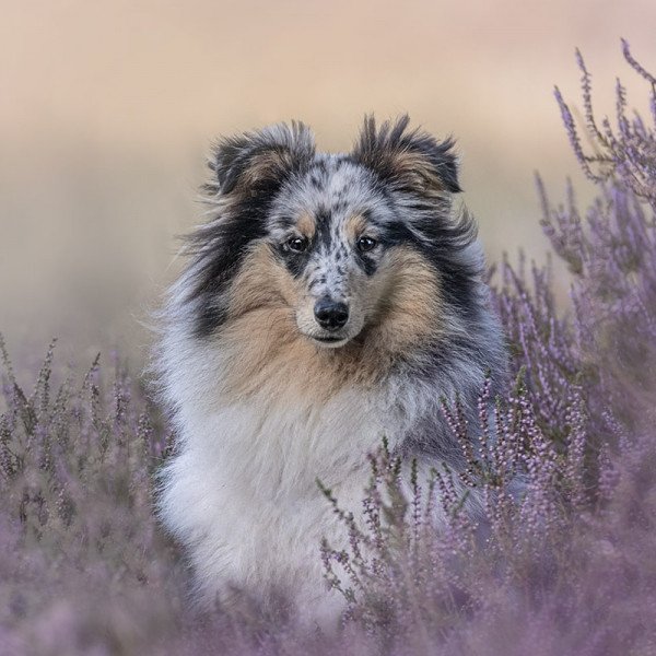 Badass Sheltie dog