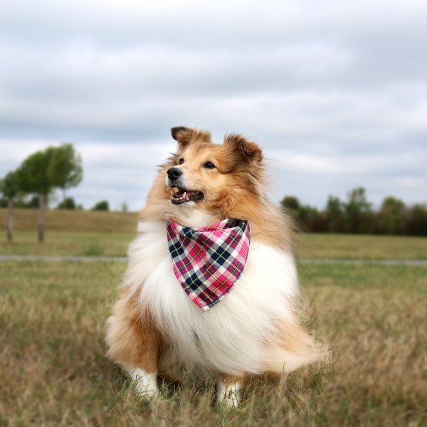 Cute Shetland Sheepdog dog