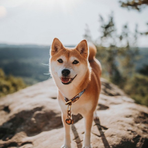 Unique Shiba Inu dog