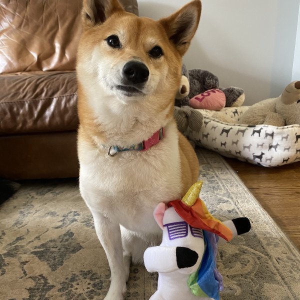 Inspiring Shiba Inu dog