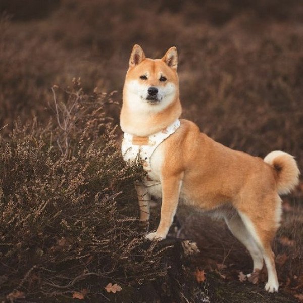 Cute Shiba Inu dog