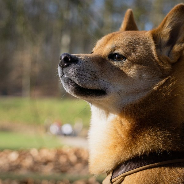 Adorable Shiba Inu dog
