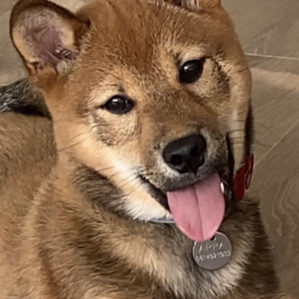 Famous Shiba Inu dog