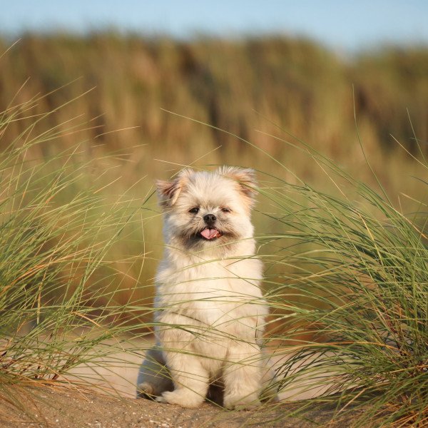 Popular Shih Tzu dog