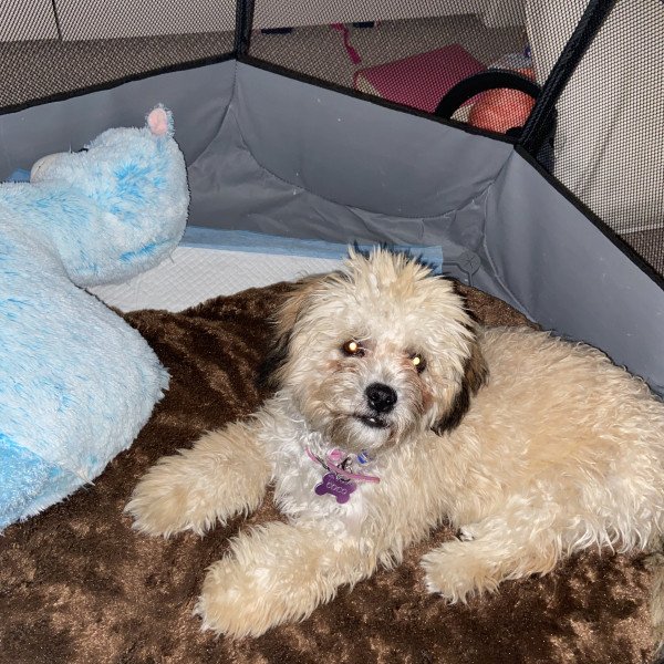 Elegant Shih Tzu dog