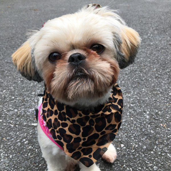 Inspiring Shih Tzu dog