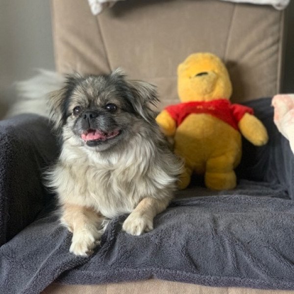 Adorable Shih Tzu dog