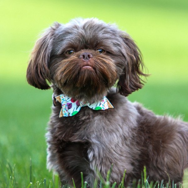 Famous Shih Tzu dog