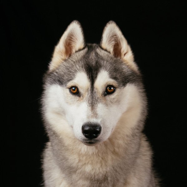 Cool Siberian Husky dog