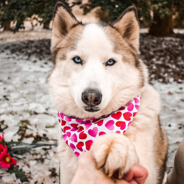 Adorable Siberian Husky dog