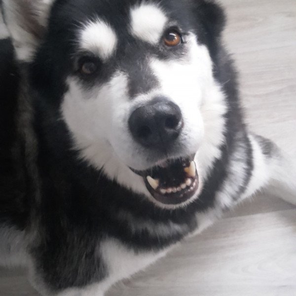 Famous Siberian Husky dog