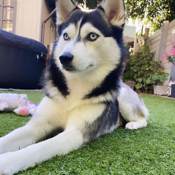 Badass Siberian Husky dog