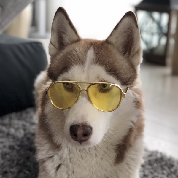 Funny Siberian Husky dog