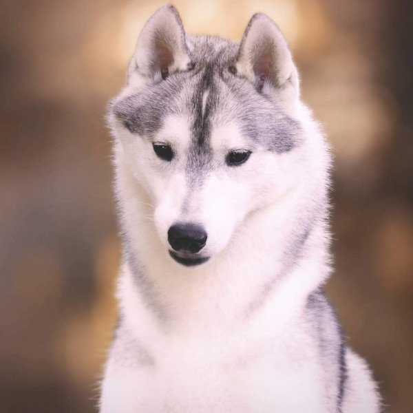 Inspiring Siberian Husky dog