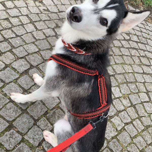 Unique Siberian Husky dog