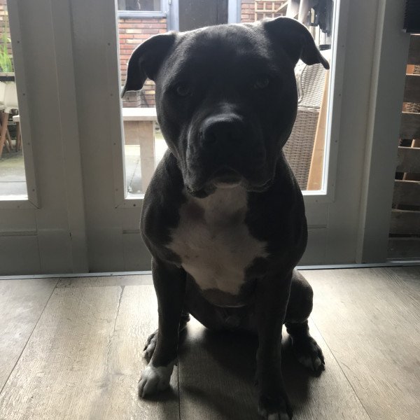 Popular Staffordshire Bull Terrier dog