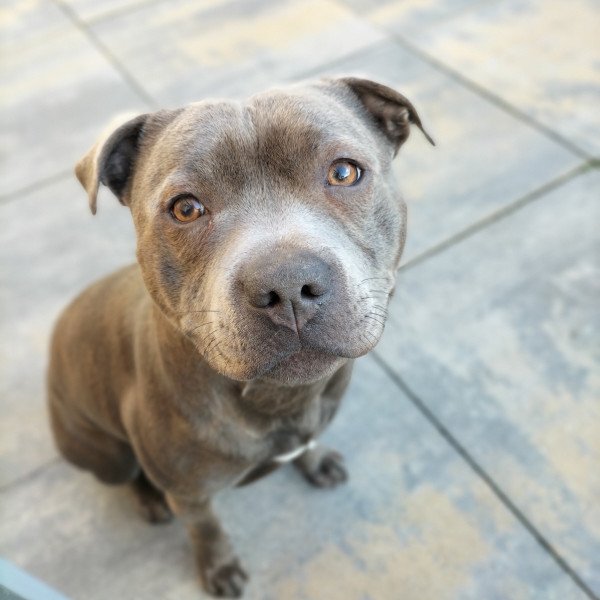 Cool Staffordshire Bull Terrier dog