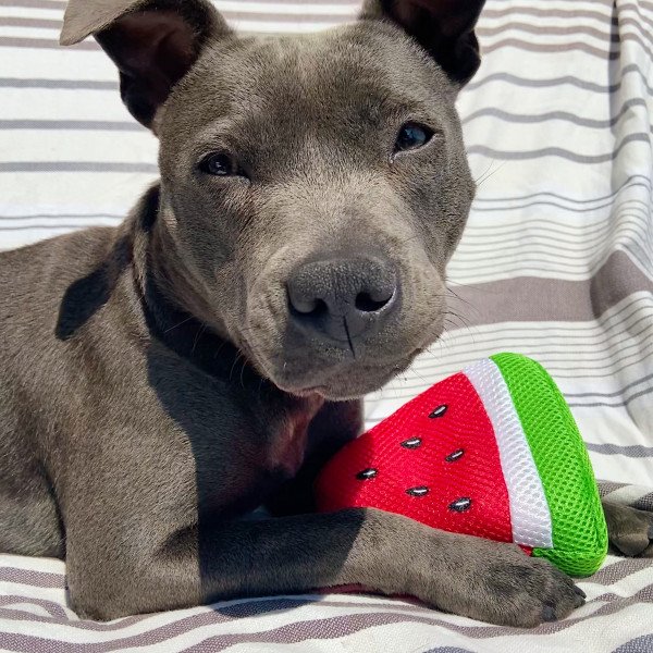 Cute Staffordshire Bull Terrier dog