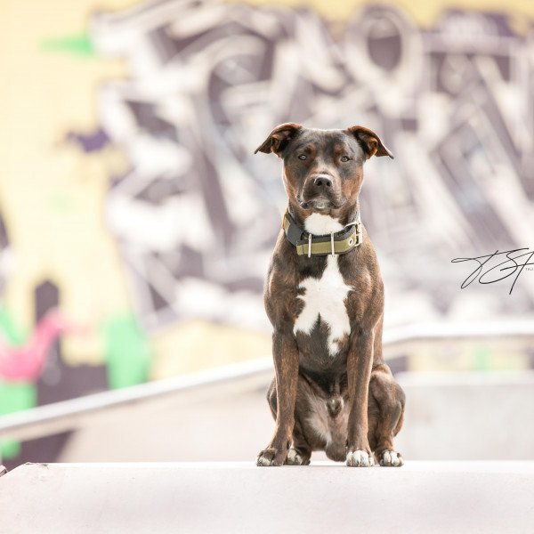 Adorable Staffordshire Bull Terrier dog