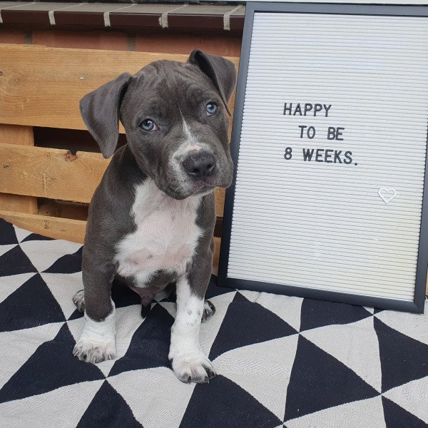 Famous Staffordshire Bull Terrier dog