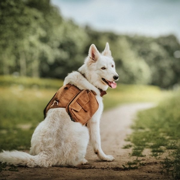 Badass Swiss White Shepherd dog