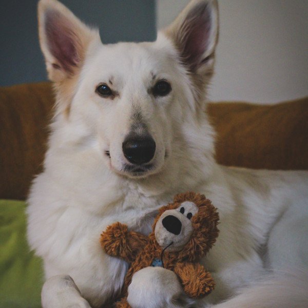 Adorable Swiss White Shepherd dog