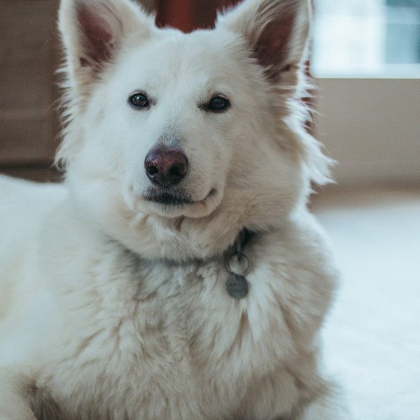 Cute Swiss White Shepherd dog