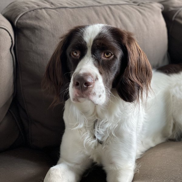 Adorable Unknown dog