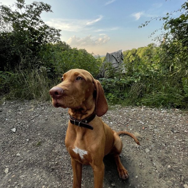 Badass Vizsla dog