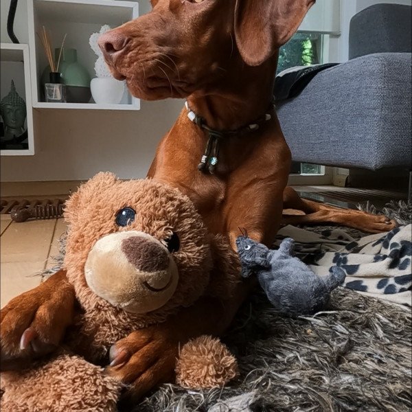 Cute Vizsla dog