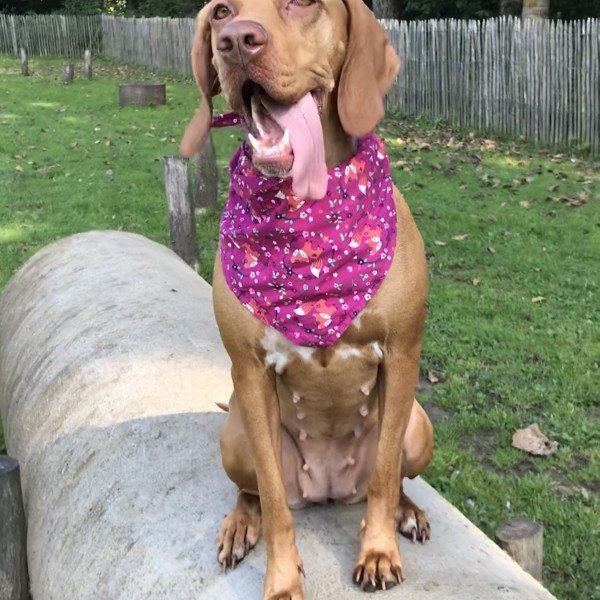 Adorable Vizsla dog