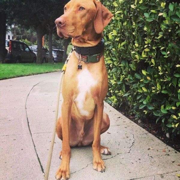 Famous Vizsla dog