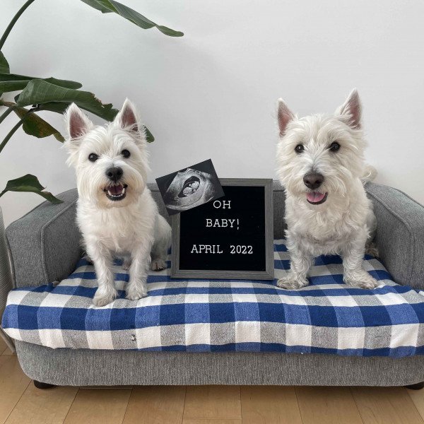Badass West Highland White Terrier dog