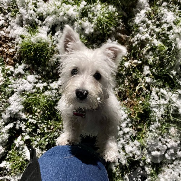 Adorable West Highland White Terrier dog