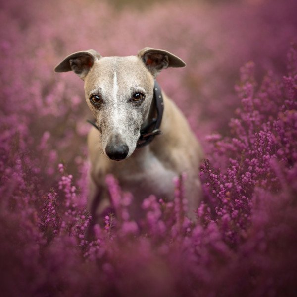 Adorable Whippet dog