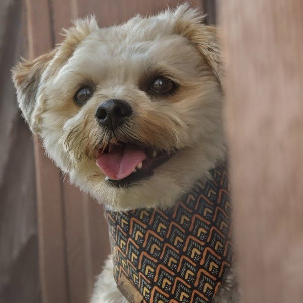 Adorable Yorkshire Terrier dog