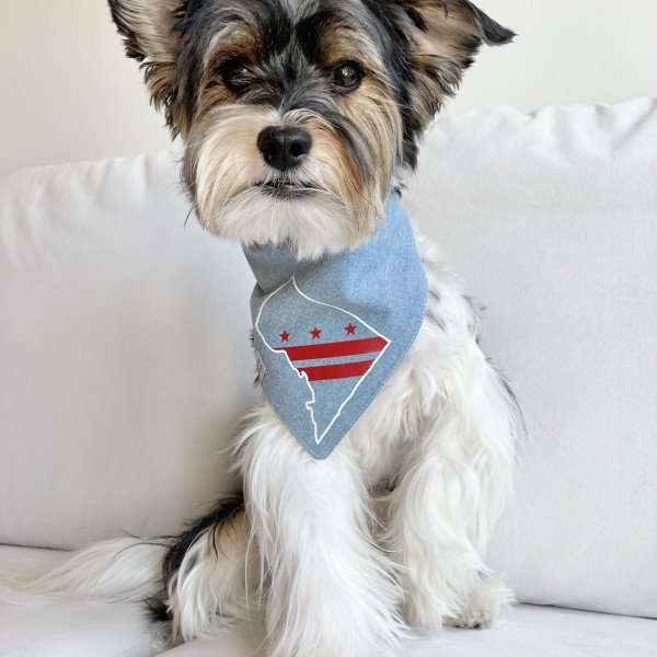 Famous Yorkshire Terrier dog