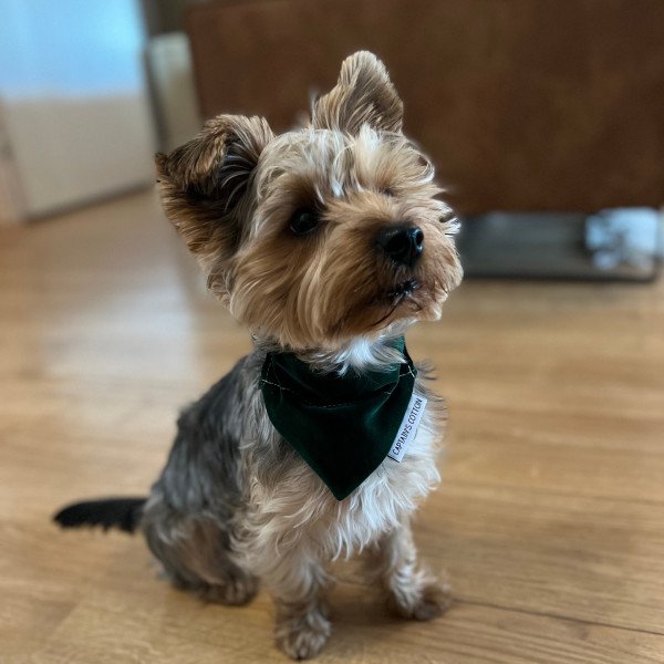 Cute Yorkshire Terrier dog