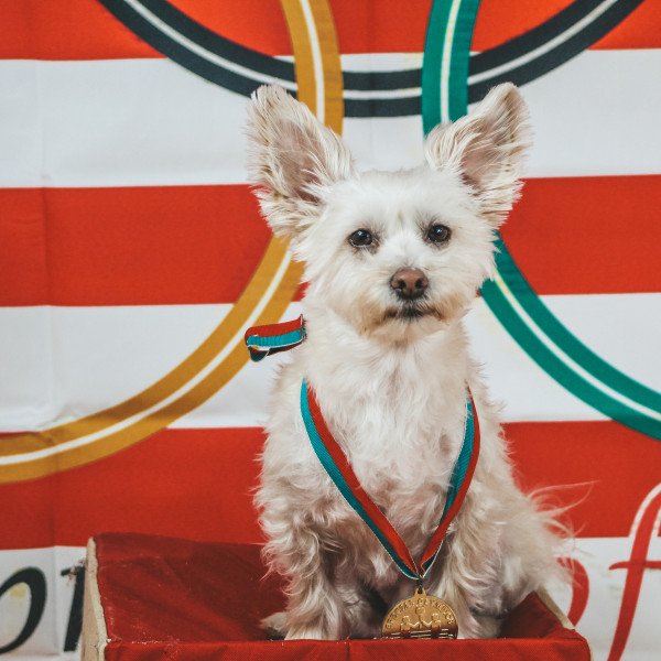 Cool Yorkshire Terrier dog