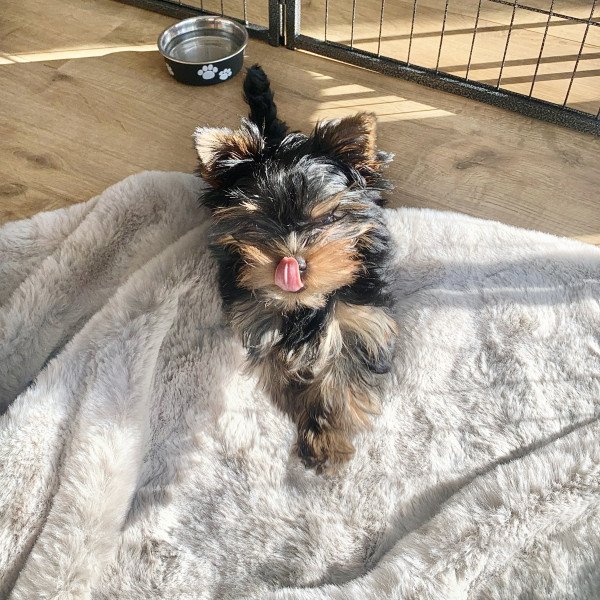 Funny Yorkshire Terrier dog