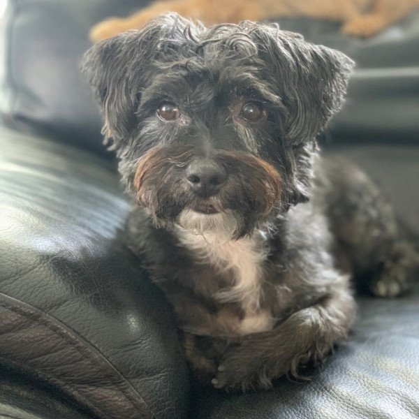 Adorable Maltese dog