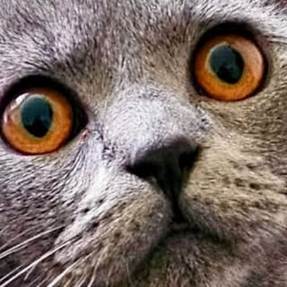 Captain Tommy British Shorthair Cat and Scottie dog friends