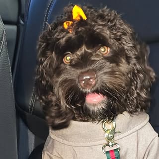 Tinybossreeses