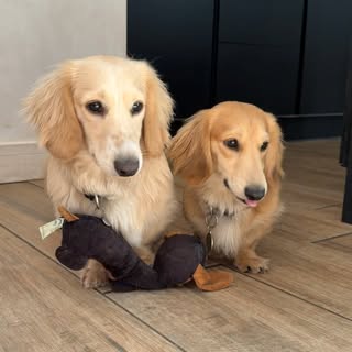 Alfie and George longhaired mini dachshunds