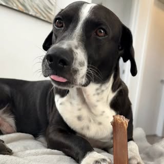 Spot Dog