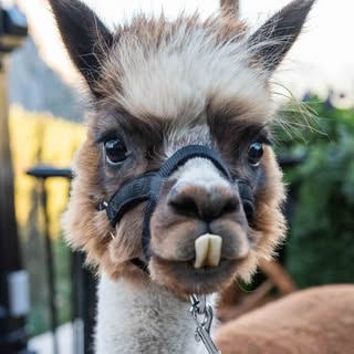 Allen the Alpaca