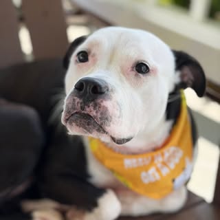 Puppies of Dallas Animal Services | Melissa