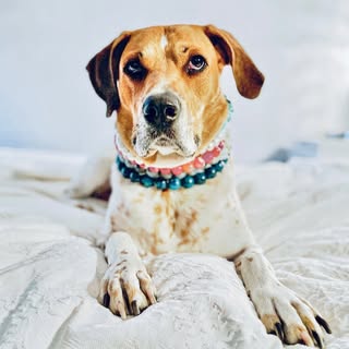 @scarlettdogdesign